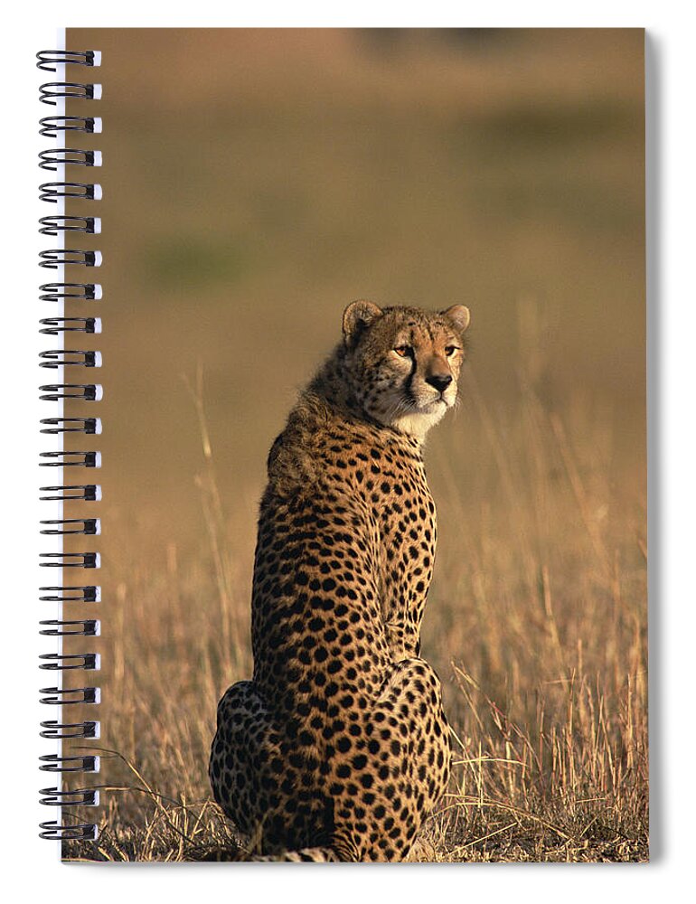 Mp Spiral Notebook featuring the photograph Cheetah Acinonyx Jubatus Portrait by Gerry Ellis