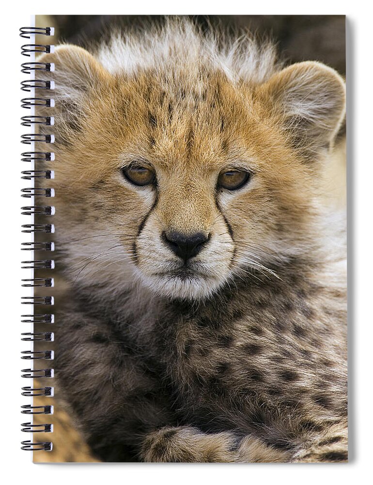 00761522 Spiral Notebook featuring the photograph Cheetah Cub Acinonyx Jubatus by Suzi Eszterhas
