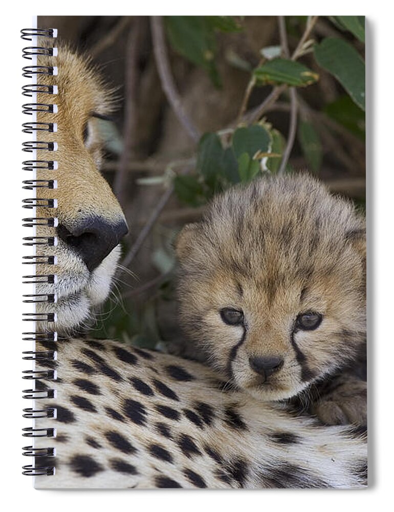 00761518 Spiral Notebook featuring the photograph Cheetah Mother And 7 Day Old Cub Maasai by Suzi Eszterhas