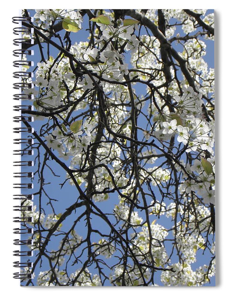 Cherry Blossom Spiral Notebook featuring the photograph Cherry Blossoms by Kim Galluzzo