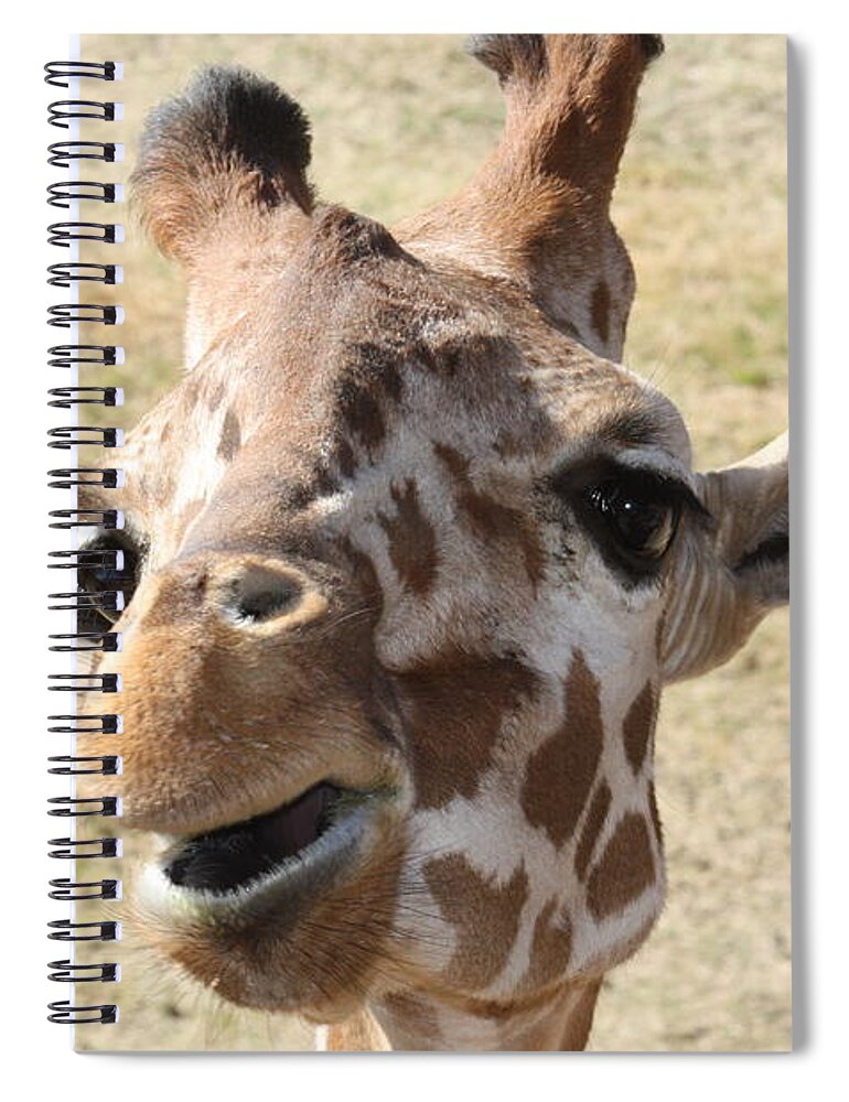 Giraffe Spiral Notebook featuring the photograph Chewing my treat by Kim Galluzzo Wozniak