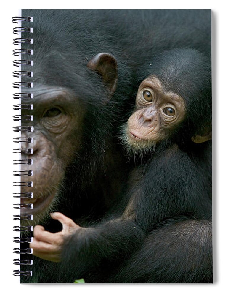 Mp Spiral Notebook featuring the photograph Chimpanzee Pan Troglodytes Adult Female by Cyril Ruoso