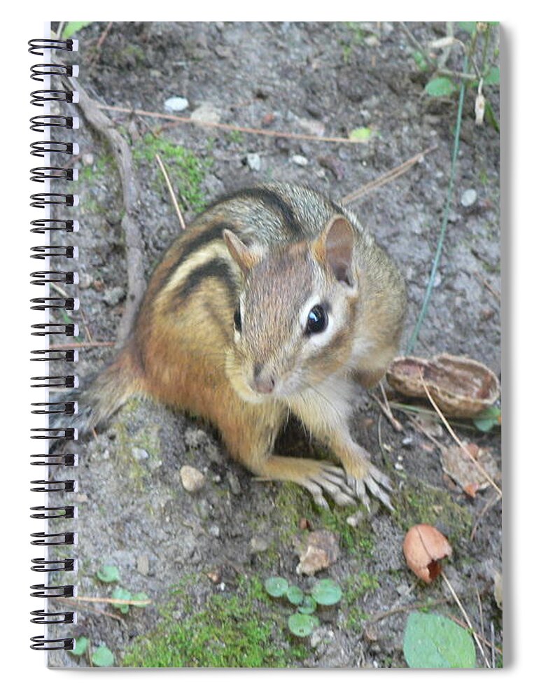 Chipmunk Spiral Notebook featuring the photograph Chipmunk Feast by Laurel Best