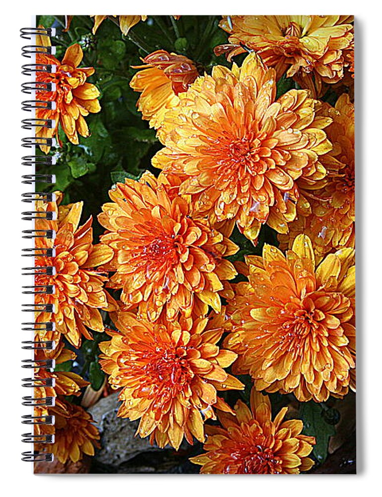 Chrysanthemums Spiral Notebook featuring the photograph Chrysanthemums by Kay Novy