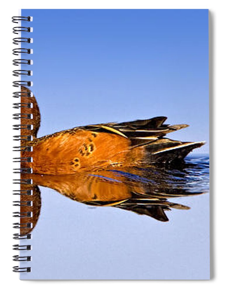 Duck Spiral Notebook featuring the photograph Cinnamon Teal Male by Fred J Lord