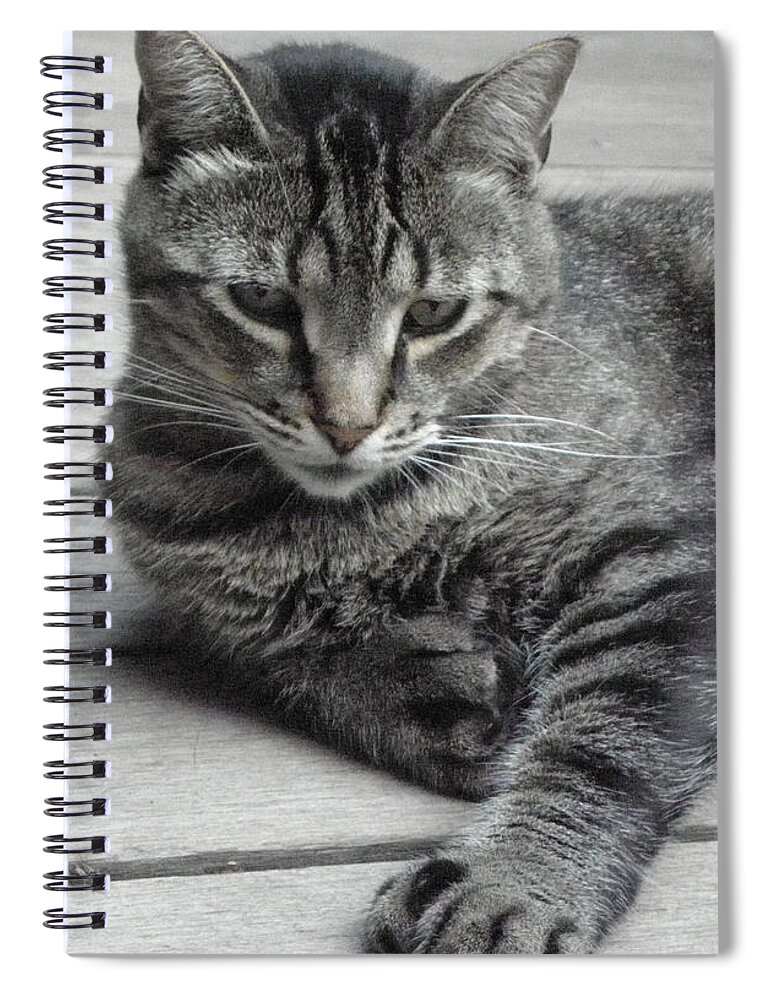 Cat Spiral Notebook featuring the photograph Cisco And His Big Feet by Kim Galluzzo