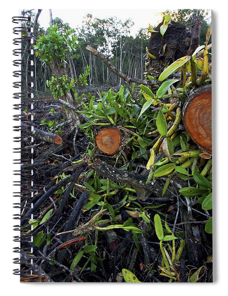 00463375 Spiral Notebook featuring the photograph Clear Cut Red Mangrove Stand by Christian Ziegler