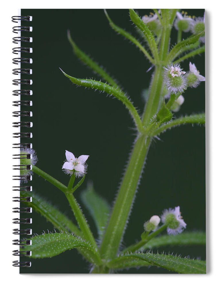 Cleavers Spiral Notebook featuring the photograph Cleavers by Daniel Reed