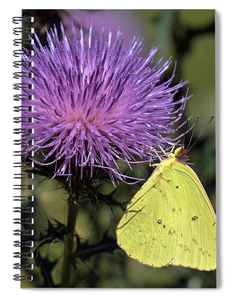 Marsh Spiral Notebook featuring the photograph Cloudless Sulphur Butterfly DIN159 by Gerry Gantt