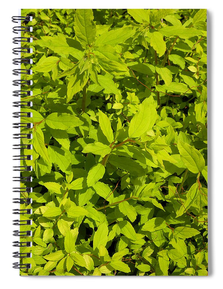 Light Green Spiral Notebook featuring the photograph Clusters Of Leaves by Kim Galluzzo Wozniak