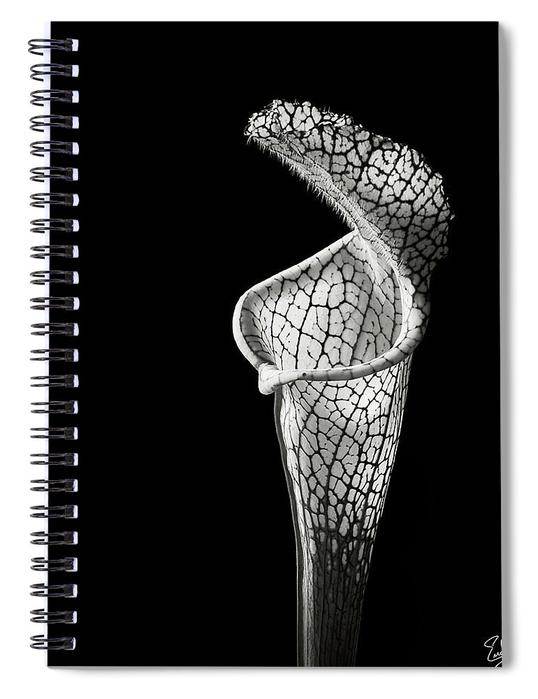 Flower Spiral Notebook featuring the photograph Cobra Lily in Black and White by Endre Balogh