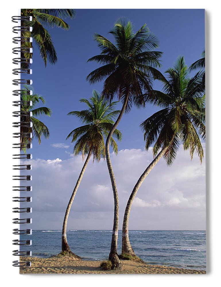 Mp Spiral Notebook featuring the photograph Coconut Palm Cocos Nucifera Trees by Konrad Wothe