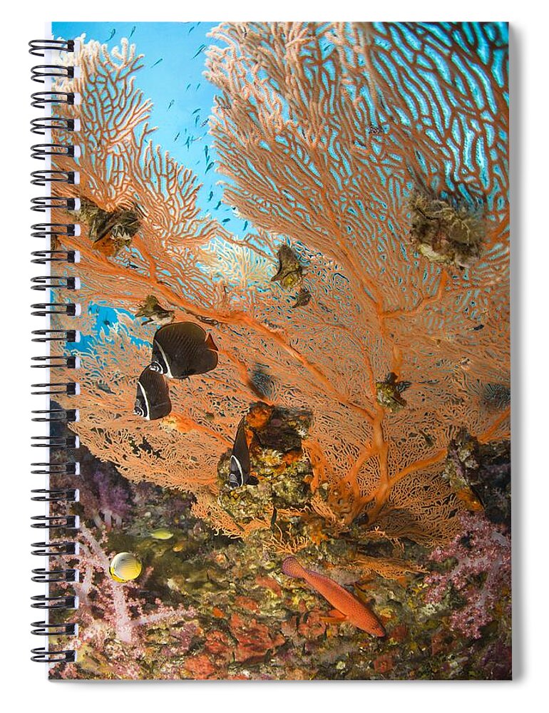 Animal Spiral Notebook featuring the photograph Collare Butterflyfish by Stuart Westmorland