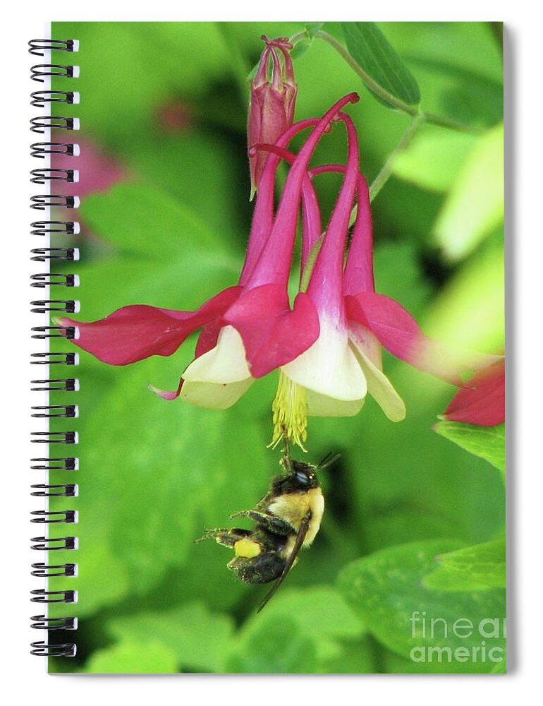 Columbine Spiral Notebook featuring the photograph Columbine and Bee by Michele Penner