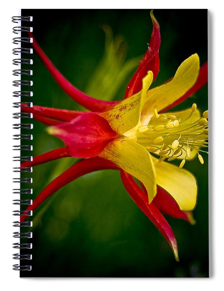 Floral Spiral Notebook featuring the photograph Columbine by Larry Carr