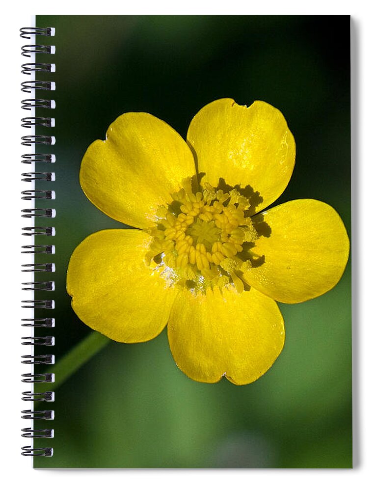 Nature Spiral Notebook featuring the photograph Common Buttercup DSPF071 by Gerry Gantt