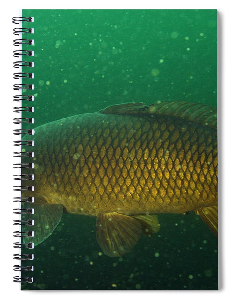 Fish Spiral Notebook featuring the photograph Common Carp by Ted Kinsman