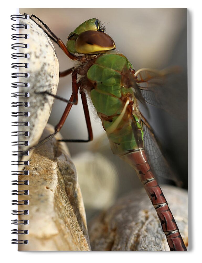 Dragonfly Spiral Notebook featuring the photograph Common Green Darner Dragonfly by Juergen Roth