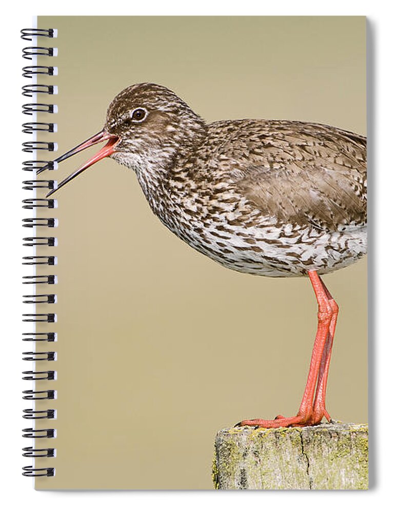 Fn Spiral Notebook featuring the photograph Common Redshank Tringa Totanus Calling by Marcel van Kammen
