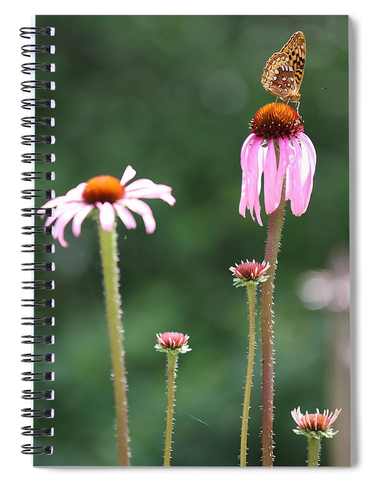 Butterfly Spiral Notebook featuring the photograph Coneflowers And Butterfly by Daniel Reed