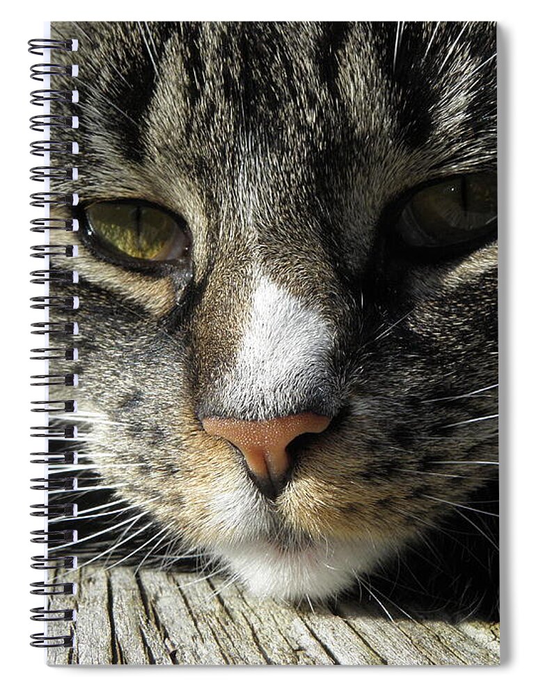 Feline Spiral Notebook featuring the photograph Content by Kim Galluzzo Wozniak