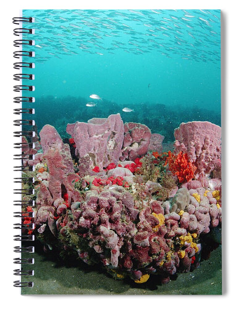 00126192 Spiral Notebook featuring the photograph Coral And Schooling Fish Grays Reef Nms by Flip Nicklin