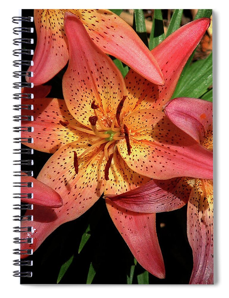 Nature Spiral Notebook featuring the photograph Coral Lilies by Peggy Urban