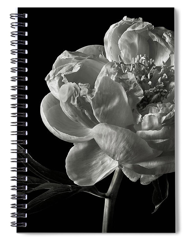 Flower Spiral Notebook featuring the photograph Coral Peony in Black and White by Endre Balogh