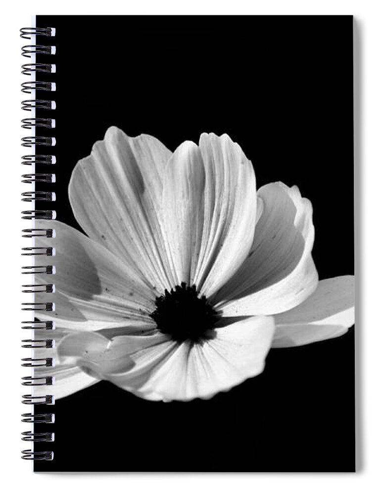Flower Spiral Notebook featuring the photograph Cosmo Black And White by Donna Brown