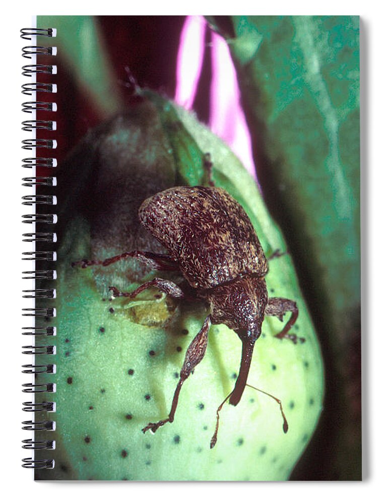 Cotton Boll Weevil Spiral Notebook featuring the photograph Cotton Boll Weevil by Science Source
