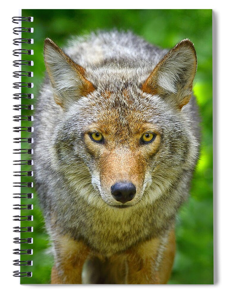 Canis Latrans Spiral Notebook featuring the photograph Coyote by Tony Beck