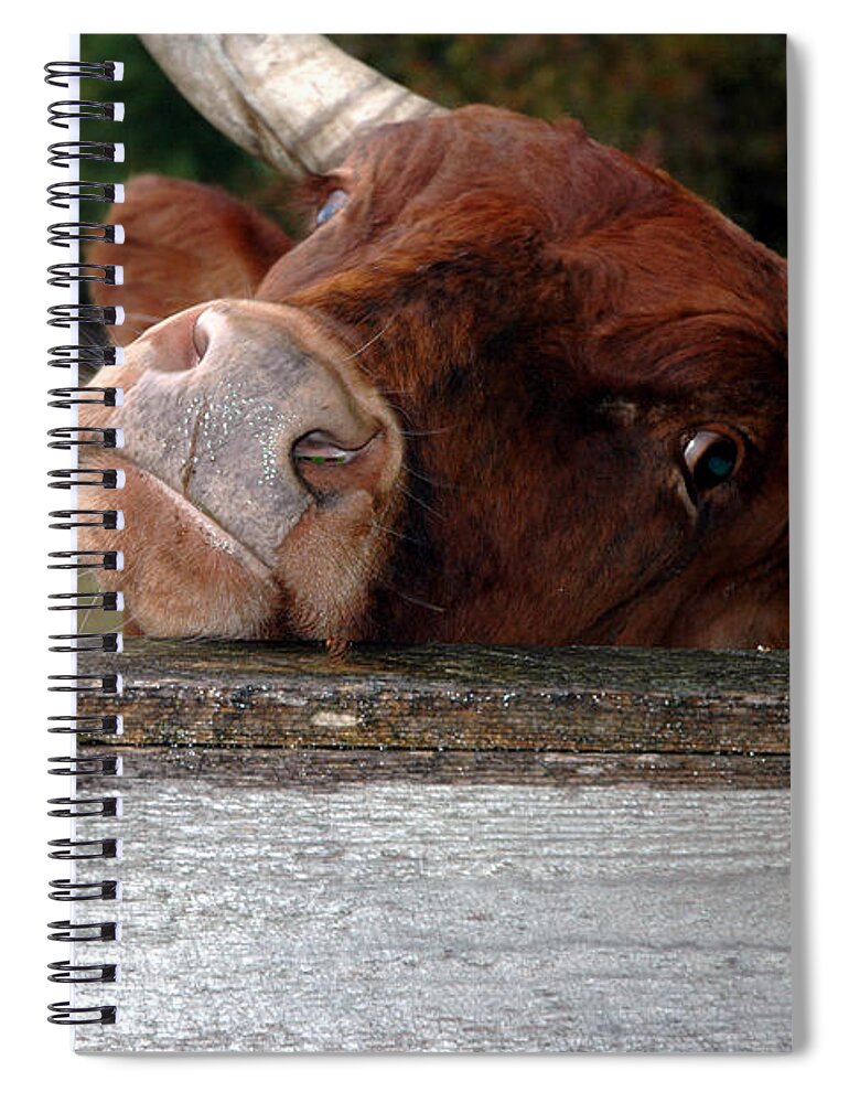 Usa Spiral Notebook featuring the photograph Crazed Look in the bulls eye by LeeAnn McLaneGoetz McLaneGoetzStudioLLCcom