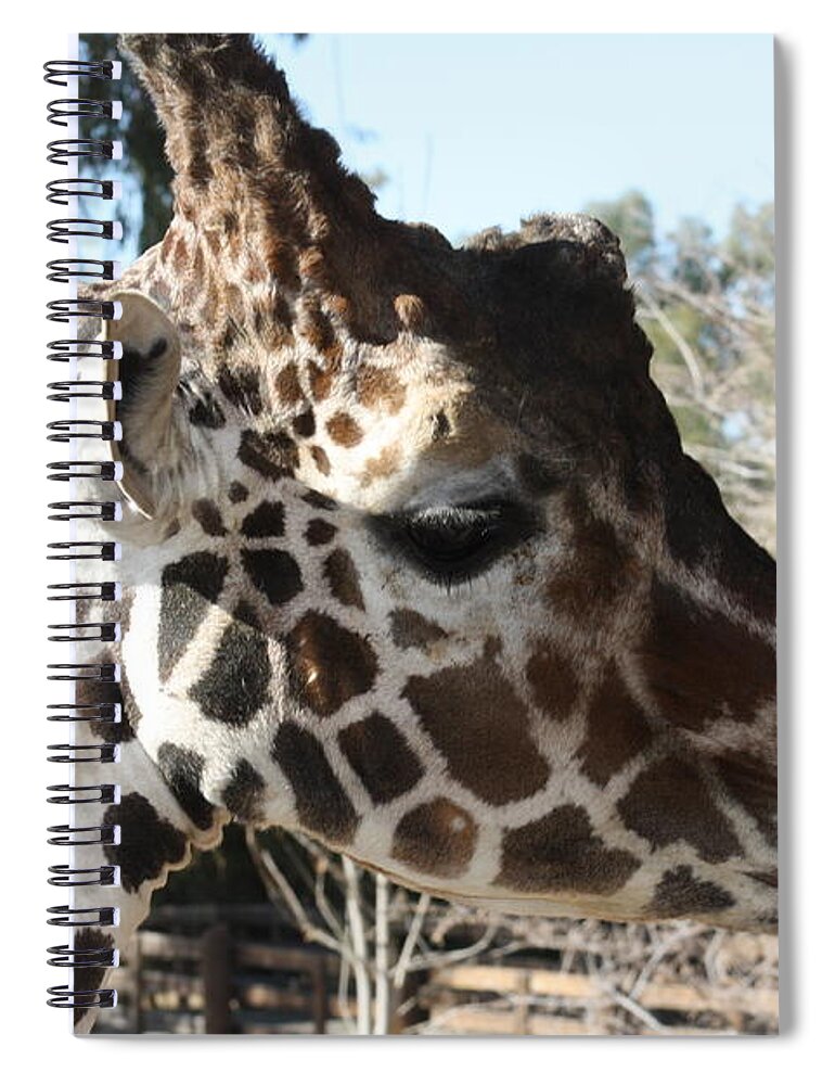 Giraffe Spiral Notebook featuring the photograph Daddy Giraffe by Kim Galluzzo