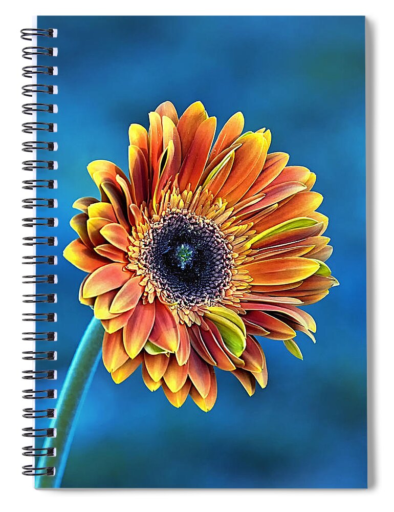 Gerber Daisy Spiral Notebook featuring the photograph Daisy Dialation by Bill and Linda Tiepelman