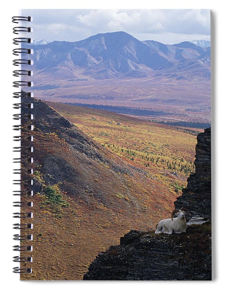Mp Spiral Notebook featuring the photograph Dalls Sheep Ovis Dalli Ram Bedded by Michael Quinton