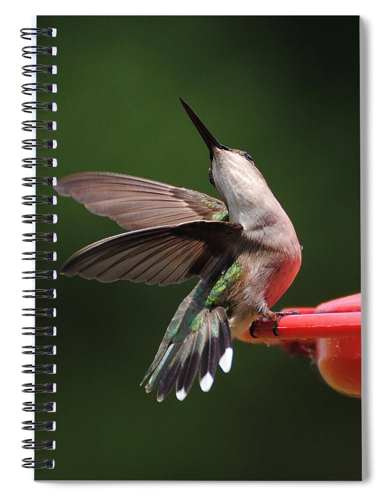 Avian Spiral Notebook featuring the photograph Dance of the Hummingbird by Jai Johnson