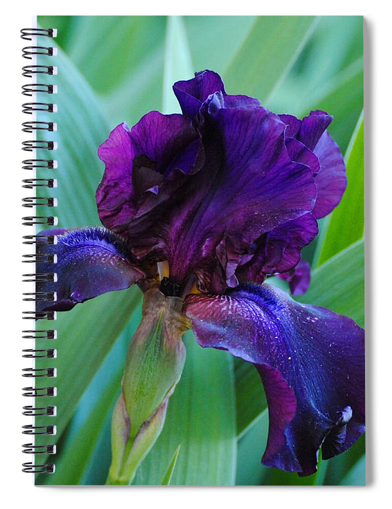 Beautiful Spiral Notebook featuring the photograph Dark Purple Iris by Jai Johnson