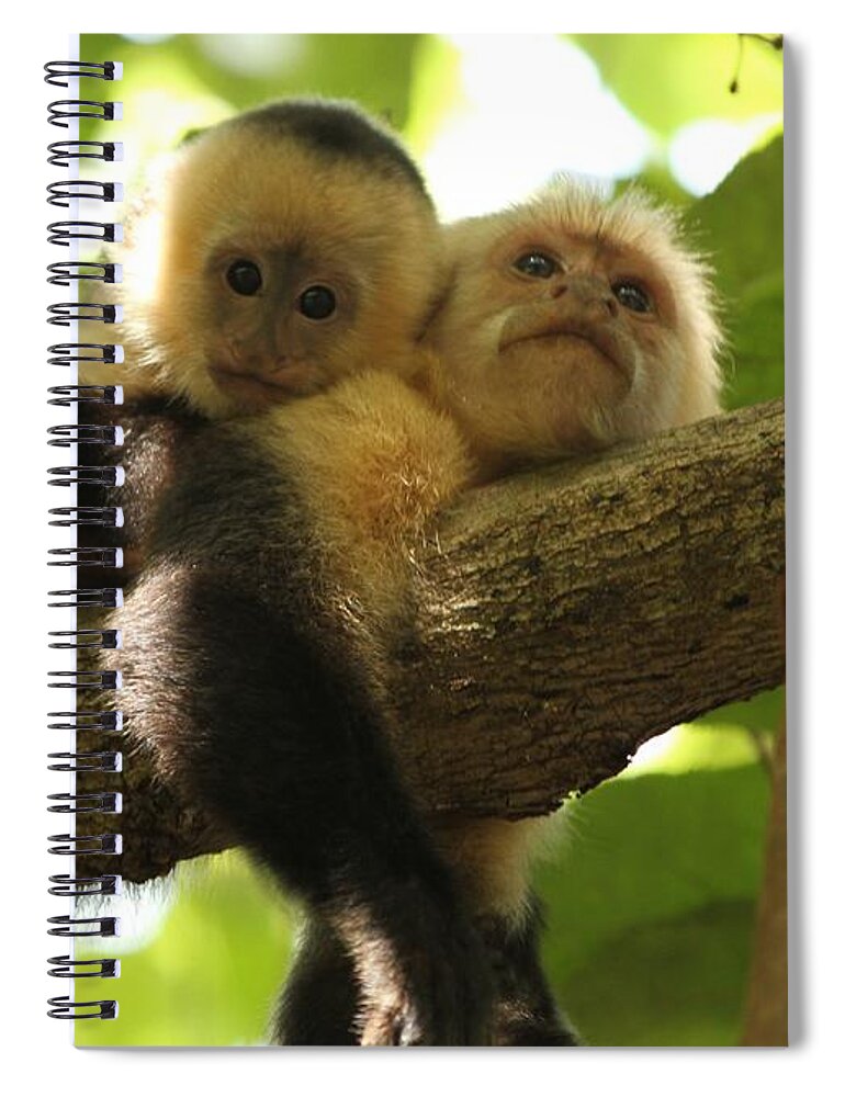 White Faced Monkeys Spiral Notebook featuring the photograph Daytime Siesta by Adam Jewell
