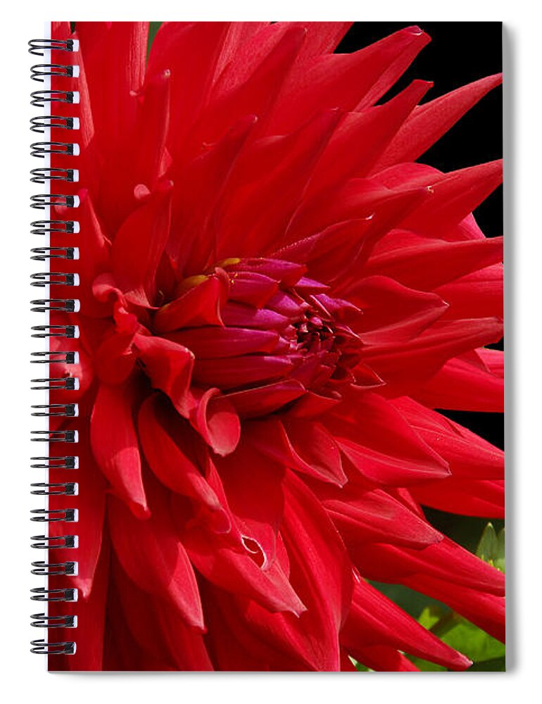 Dahlia Spiral Notebook featuring the photograph Decked out Dahlia by Cindy Manero