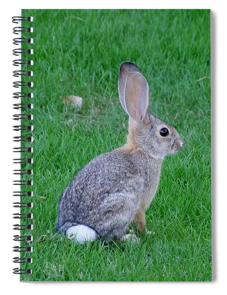 Rabbit Spiral Notebook featuring the photograph Desert Cottontail on the Lawn by Mary Deal