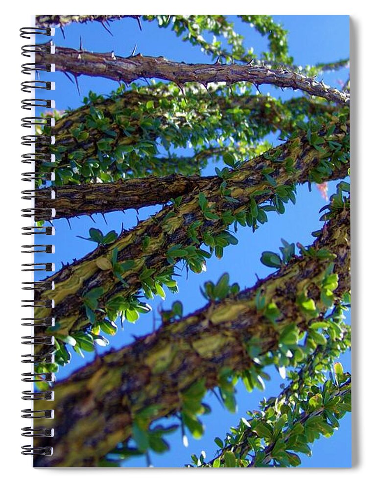 Desert Spiral Notebook featuring the photograph Desert Thorns 1 by Megan Ford-Miller