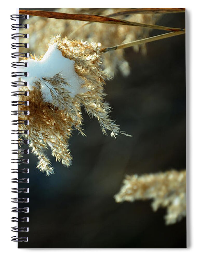 Winter Spiral Notebook featuring the photograph Despite the Snow by Rebecca Sherman