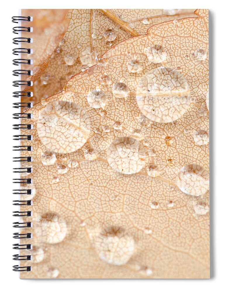 Rain Spiral Notebook featuring the photograph Detailed Leaf Inspection by Margaret Pitcher
