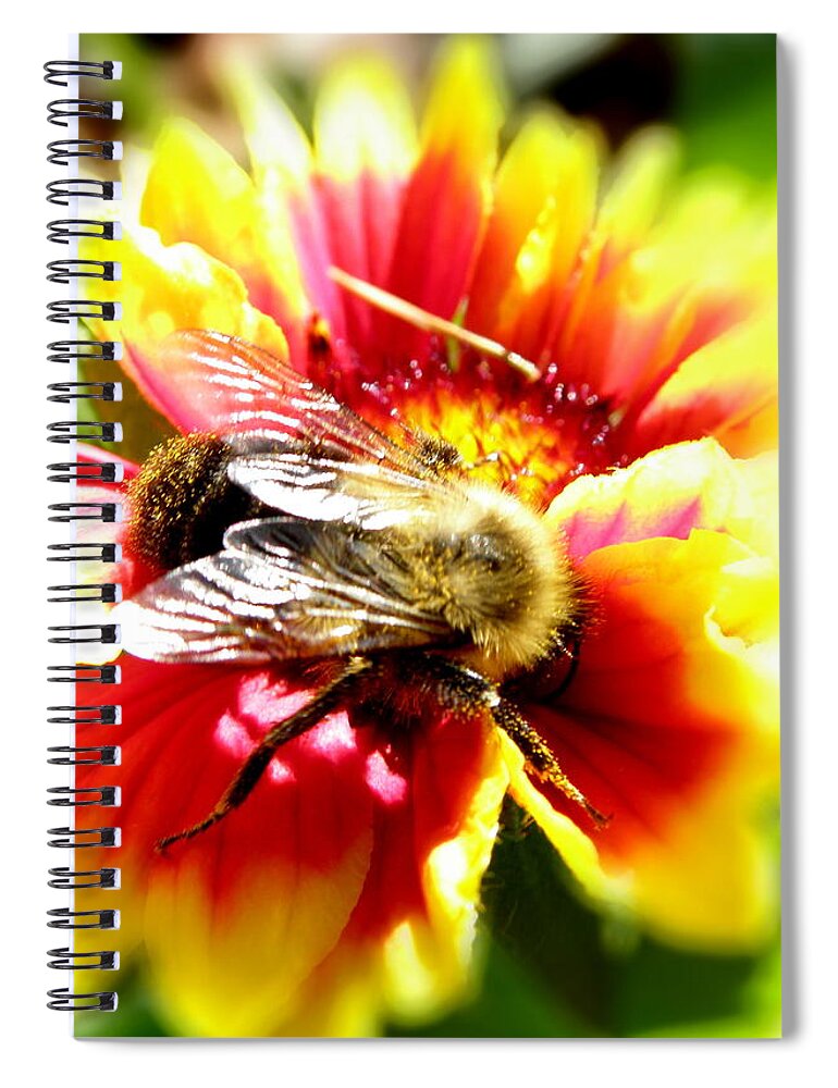 Bee Spiral Notebook featuring the photograph Diving In by Kim Galluzzo