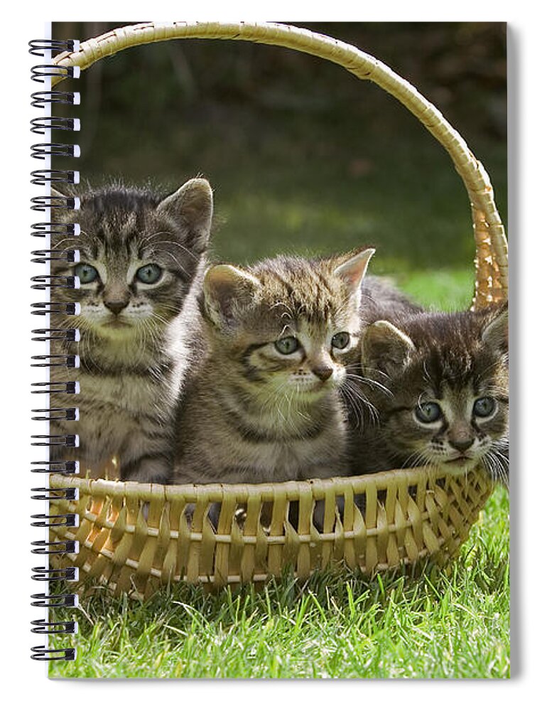 Mp Spiral Notebook featuring the photograph Domestic Cat Felis Catus Three Kittens by Konrad Wothe