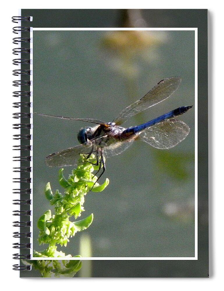Blue Spiral Notebook featuring the photograph Dragon fly by Kim Galluzzo