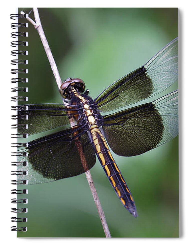 Insect Spiral Notebook featuring the photograph Dragonfly by Daniel Reed