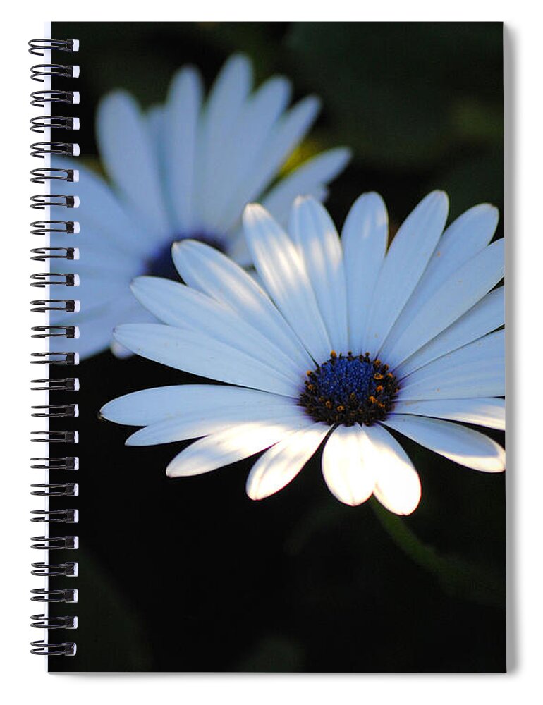 Blue Spiral Notebook featuring the photograph Dramatic Daisies by Jai Johnson