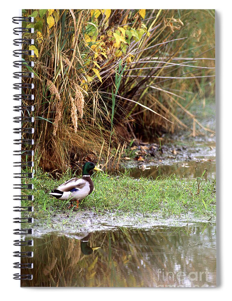 Duck Spiral Notebook featuring the photograph Duck In Wetland by Science Source