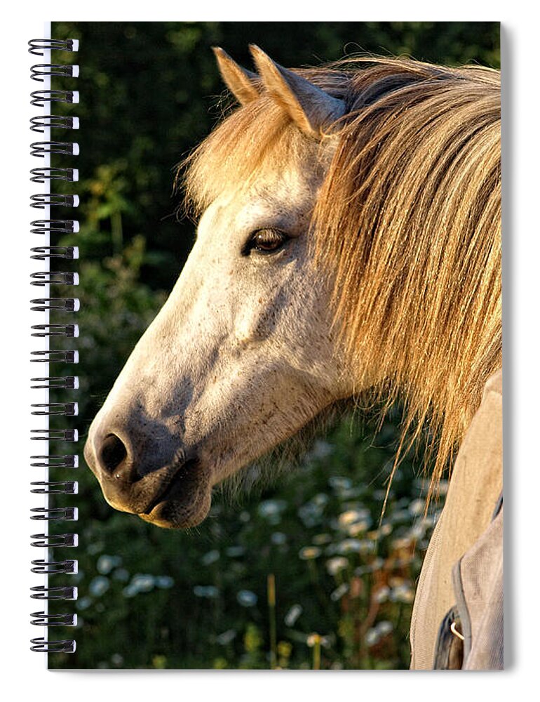 Icelandic Horse Spiral Notebook featuring the photograph Dyfra by Shari Nees